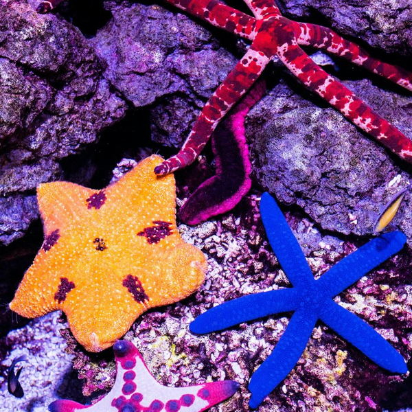 INFINITELY BEAUTIFUL - a notebook of Starfish 