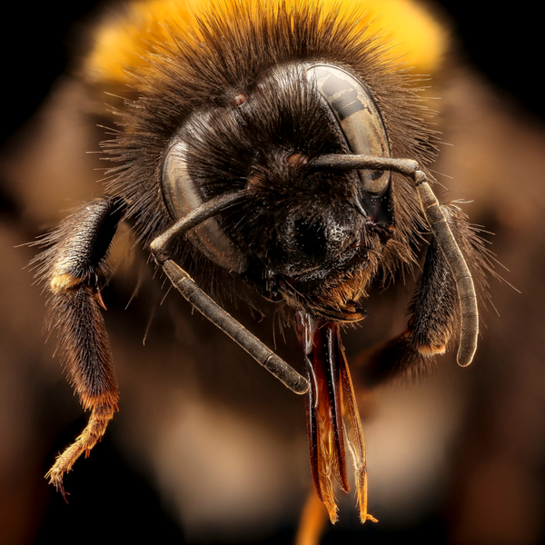 Bombus